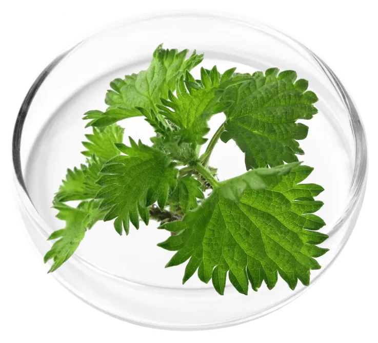 Chlorophyllin