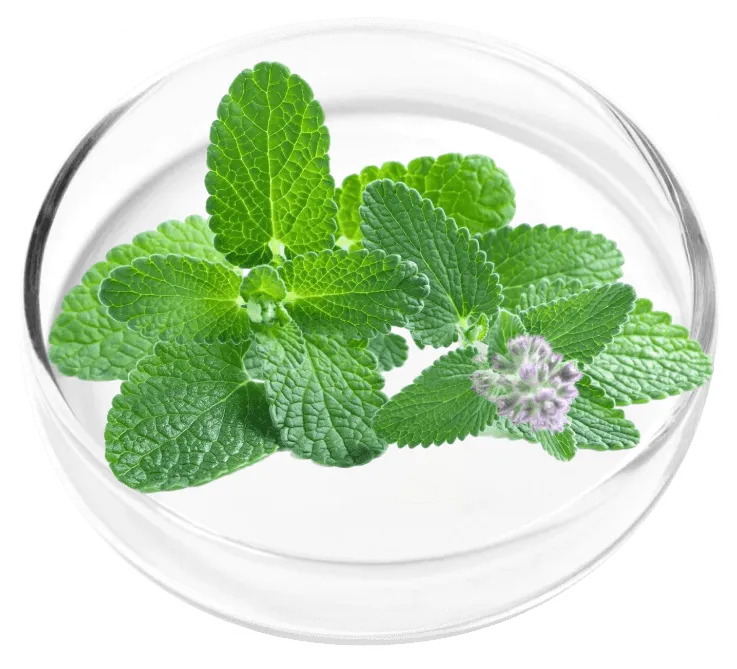 Peppermint